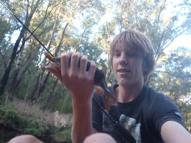 Dwellingup redfin from the kayak Dwellingup redfin from the kayak